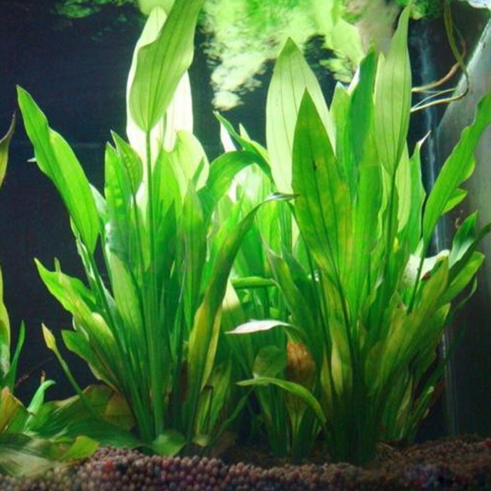 Live Plant Aquarium - 15 センチメートル人工水族館の装飾植物水雑草飾り水生植物水槽草装飾アクセサリー