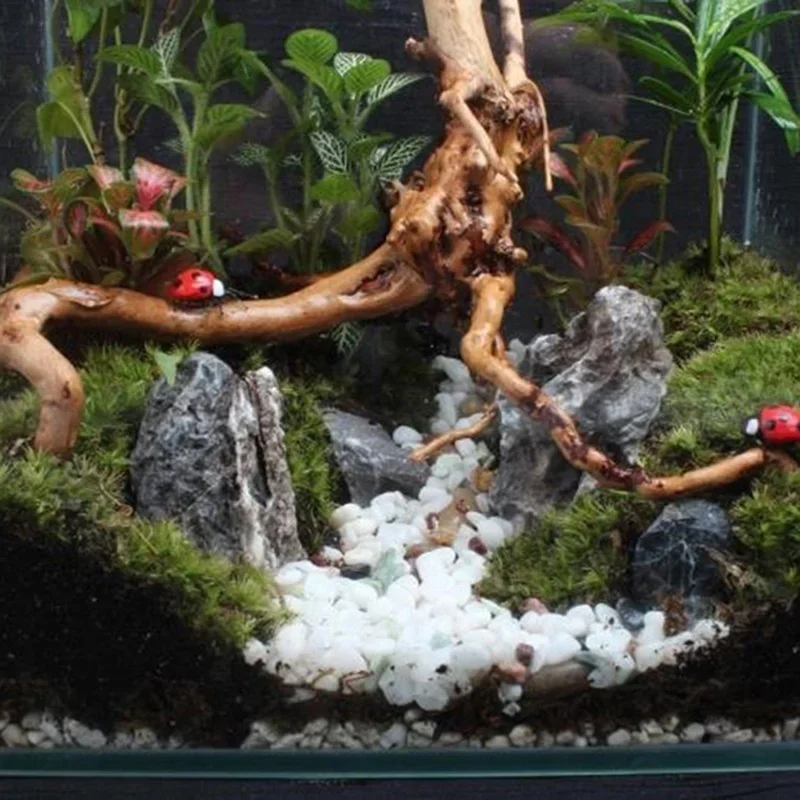 水族館、魚のタンク、爬虫類の根の植物、木の装飾、装飾アクセサ - Aquarium Plants Live のレビューと価格