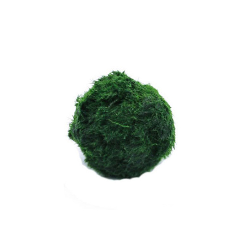 マリモモスボール 生きた水槽植物 藻類 魚 エビ 水槽飾り  - Live Plant Aquarium のレビューと価格