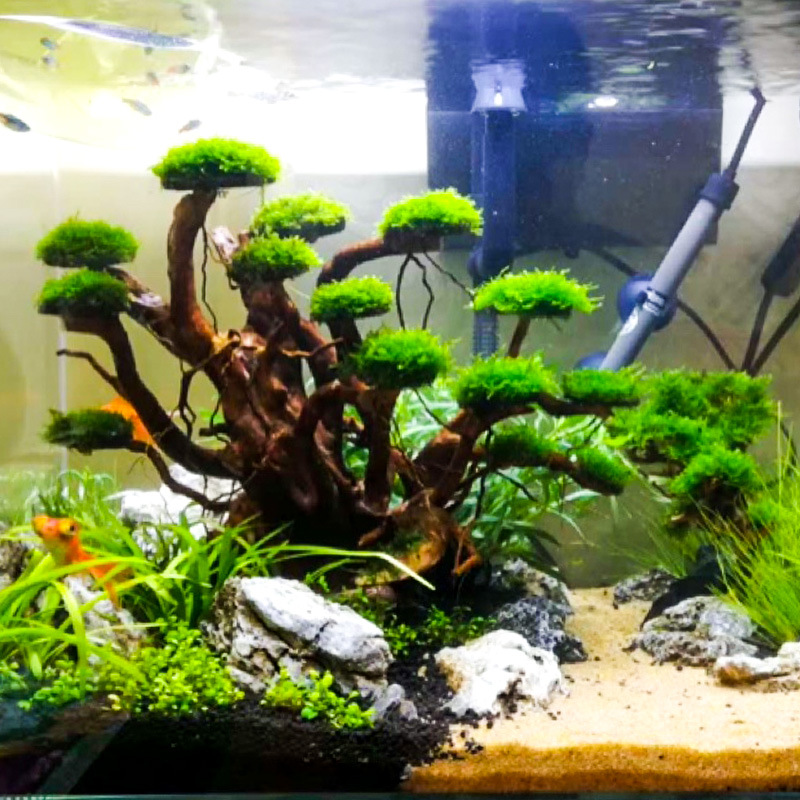 水槽造景用モスツリースケルトン仕上げ済み流木シャクナゲ根飾り - Aquarium Plant Substrate のレビューと価格
